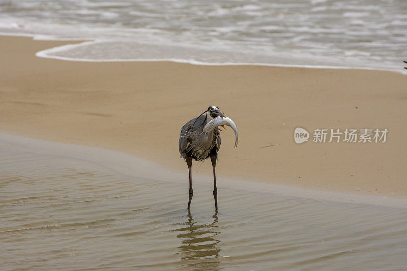 Great blue heron facing camera while standing in intertidal pool on beach, with large hardhead catfish sideways in beak